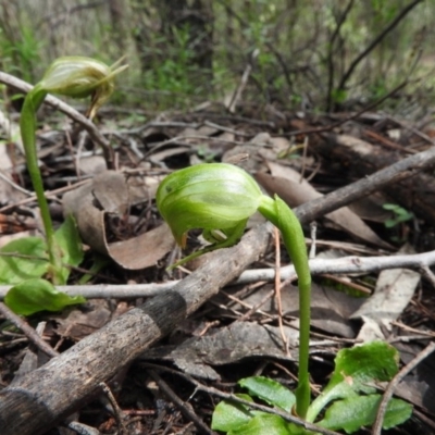 Pterostylis nutans (Nodding Greenhood) at Burrinjuck, NSW - 29 Sep 2016 by ArcherCallaway