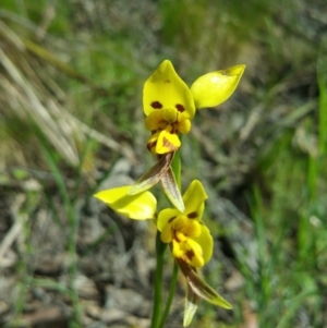 Diuris sulphurea at Acton, ACT - suppressed