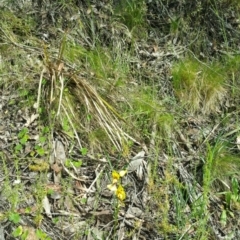 Diuris sulphurea at Acton, ACT - suppressed