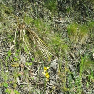 Diuris sulphurea at Acton, ACT - suppressed