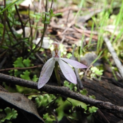 Caladenia carnea (Pink Fingers) at Burrinjuck, NSW - 29 Sep 2016 by ArcherCallaway