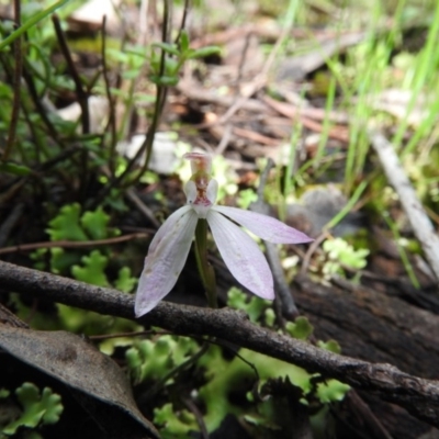 Caladenia carnea (Pink Fingers) at Burrinjuck, NSW - 29 Sep 2016 by RyuCallaway