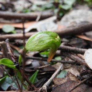 Pterostylis nutans at Burrinjuck, NSW - suppressed