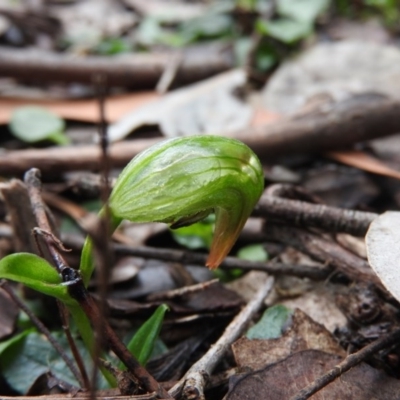 Pterostylis nutans (Nodding Greenhood) at Burrinjuck, NSW - 29 Sep 2016 by RyuCallaway