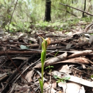 Pterostylis nutans at Burrinjuck, NSW - suppressed