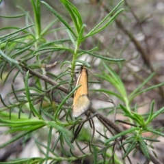 Philobota undescribed species near arabella (A concealer moth) at Burrinjuck, NSW - 29 Sep 2016 by ArcherCallaway