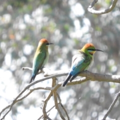 Merops ornatus (Rainbow Bee-eater) at Burrinjuck, NSW - 29 Sep 2016 by ArcherCallaway