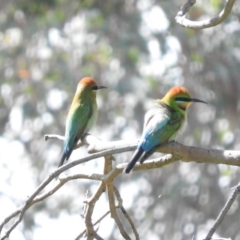 Merops ornatus (Rainbow Bee-eater) at Burrinjuck, NSW - 29 Sep 2016 by RyuCallaway