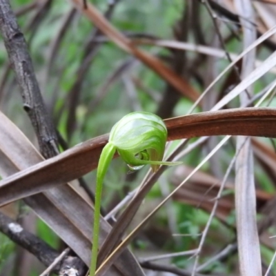 Pterostylis nutans (Nodding Greenhood) at Burrinjuck, NSW - 29 Sep 2016 by ArcherCallaway