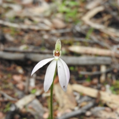Caladenia carnea (Pink Fingers) at Burrinjuck, NSW - 29 Sep 2016 by ArcherCallaway