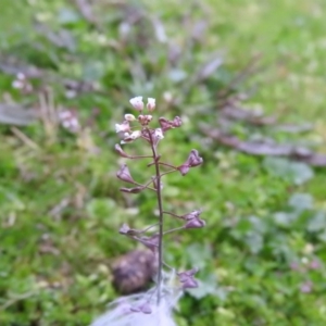 Capsella bursa-pastoris at Burrinjuck, NSW - 29 Sep 2016