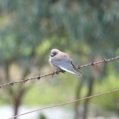 Artamus cyanopterus cyanopterus (Dusky Woodswallow) at Burrinjuck, NSW - 1 Oct 2016 by RyuCallaway