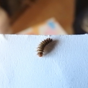 Anthrenus verbasci at Fadden, ACT - 2 Oct 2016 05:14 PM