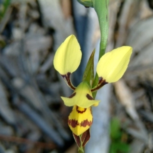 Diuris sulphurea at Wanniassa Hill - suppressed