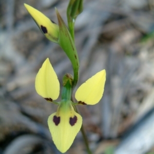 Diuris sulphurea at Wanniassa Hill - suppressed