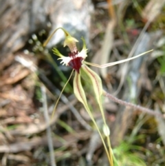 Caladenia atrovespa (Green-comb Spider Orchid) at Farrer Ridge - 14 Nov 2016 by julielindner