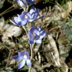 Thelymitra nuda (Scented Sun Orchid) at Farrer, ACT - 17 Nov 2016 by julielindner