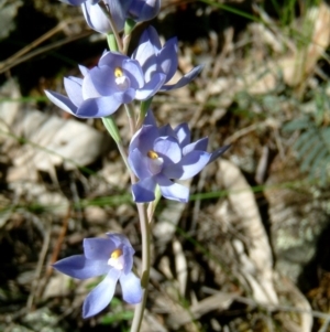 Thelymitra nuda at Farrer Ridge - suppressed