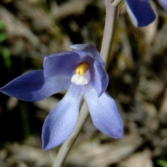 Thelymitra nuda at Farrer Ridge - 17 Nov 2016