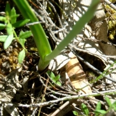 Thelymitra nuda at Farrer Ridge - 17 Nov 2016