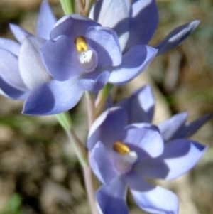 Thelymitra nuda at Farrer Ridge - 17 Nov 2016