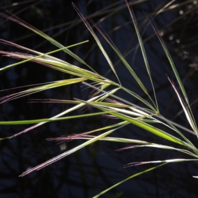 Bromus diandrus (Great Brome) at Paddys River, ACT - 12 Nov 2016 by MichaelBedingfield