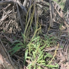 Plantago debilis (Shade Plantain) at Kowen, ACT - 18 Nov 2015 by JanetRussell