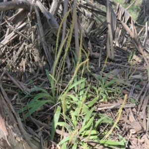 Plantago debilis at Kowen, ACT - 18 Nov 2015 03:17 PM