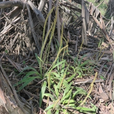 Plantago debilis (Shade Plantain) at Kowen, ACT - 18 Nov 2015 by JanetRussell