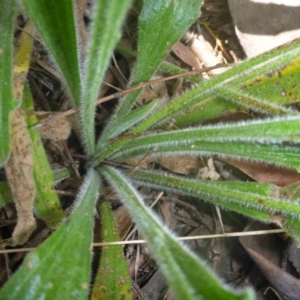 Plantago debilis at Kowen, ACT - 18 Nov 2015