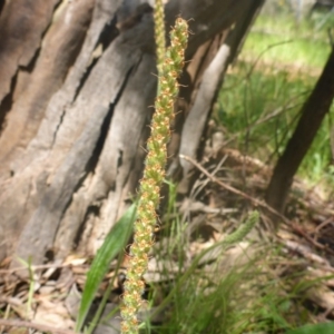 Plantago debilis at Kowen, ACT - 18 Nov 2015 03:17 PM