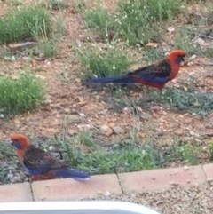 Platycercus elegans (Crimson Rosella) at Bungendore, NSW - 19 Nov 2016 by yellowboxwoodland