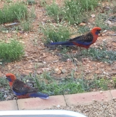 Platycercus elegans (Crimson Rosella) at Bungendore, NSW - 19 Nov 2016 by yellowboxwoodland