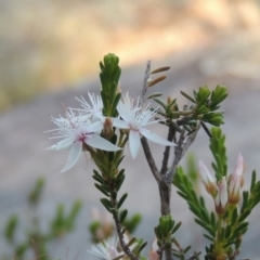 Calytrix tetragona (Common Fringe-myrtle) at Bonython, ACT - 12 Nov 2016 by MichaelBedingfield