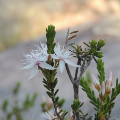 Calytrix tetragona (Common Fringe-myrtle) at Bonython, ACT - 12 Nov 2016 by michaelb