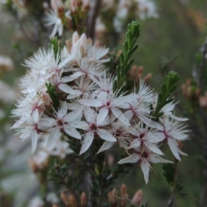 Calytrix tetragona at Bonython, ACT - 12 Nov 2016