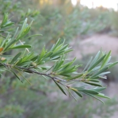 Kunzea ericoides (Burgan) at Bonython, ACT - 12 Nov 2016 by michaelb