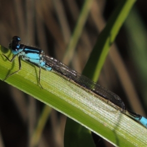 Ischnura heterosticta at Paddys River, ACT - 12 Nov 2016 06:30 PM