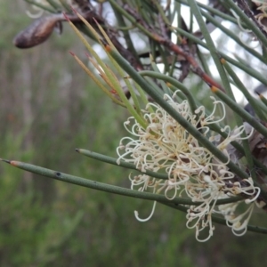 Hakea microcarpa at Bonython, ACT - 12 Nov 2016