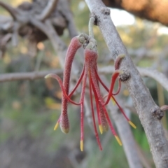 Amyema cambagei (Sheoak Mistletoe) at Bonython, ACT - 12 Nov 2016 by michaelb