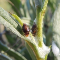 Bathyllus albicinctus at Greenway, ACT - 17 Nov 2016