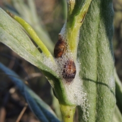 Bathyllus albicinctus at Greenway, ACT - 17 Nov 2016