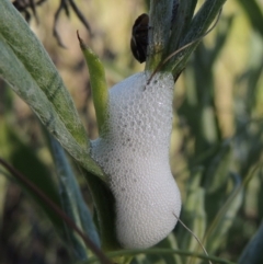 Bathyllus albicinctus at Greenway, ACT - 17 Nov 2016