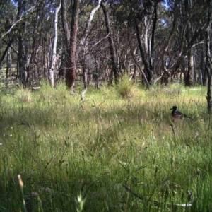 Gymnorhina tibicen at Gungahlin, ACT - 19 Nov 2016