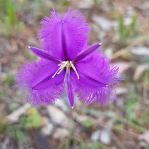 Thysanotus tuberosus subsp. tuberosus at Deakin, ACT - 19 Nov 2016 08:18 AM