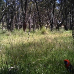 Platycercus elegans (Crimson Rosella) at Mulligans Flat - 19 Nov 2016 by MulligansFlat1