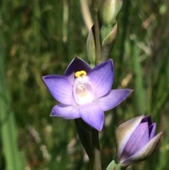 Thelymitra peniculata (Blue Star Sun-orchid) at Mount Painter - 20 Nov 2016 by EmilyS