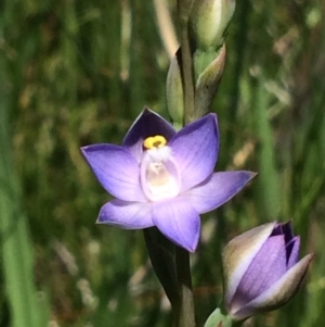 Thelymitra peniculata at Belconnen, ACT - suppressed