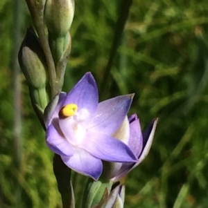 Thelymitra peniculata at Belconnen, ACT - suppressed