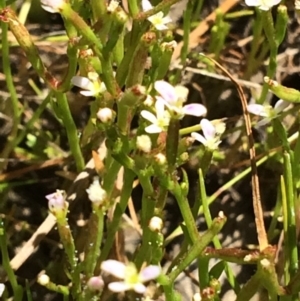 Stylidium despectum at Cook, ACT - 20 Nov 2016